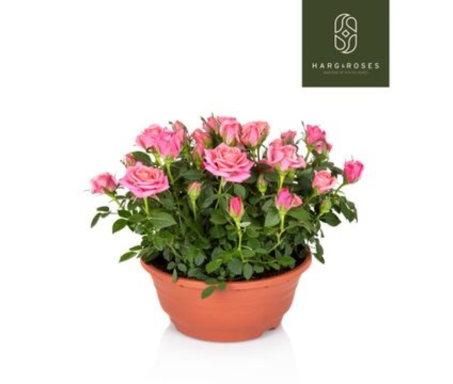 ROSIER FLIRT KORDANA ROSE COUPE