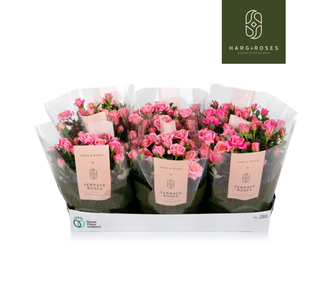 ROSIER FLIRT KORDANA ROSE COUPE