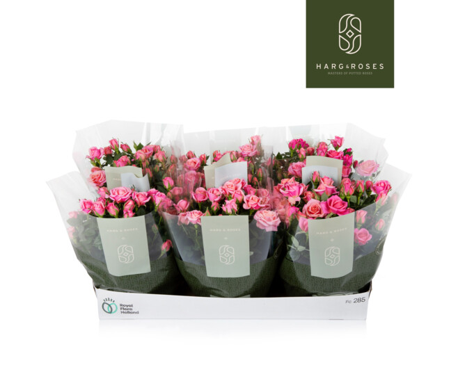 ROSIER FLIRT KORDANA ROSE COUPE