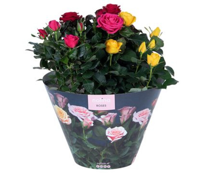 ROSIER PATIO CARNAVAL COUPE