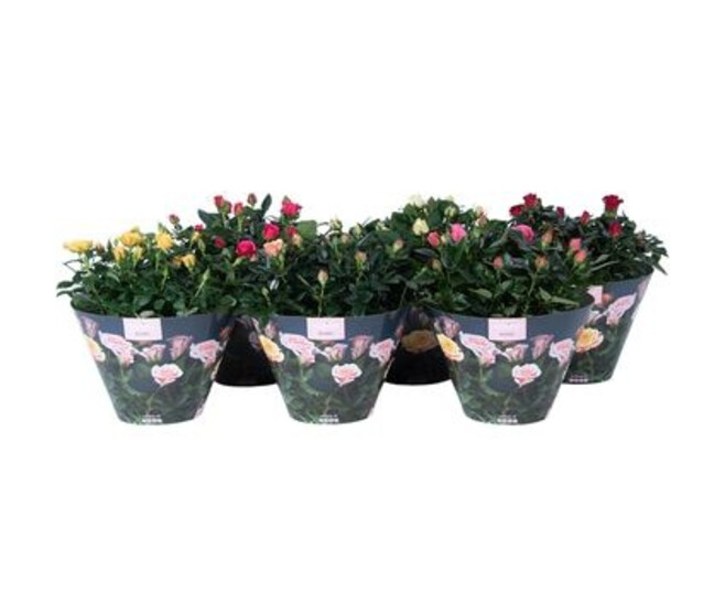 ROSIER PATIO VARIE COUPE