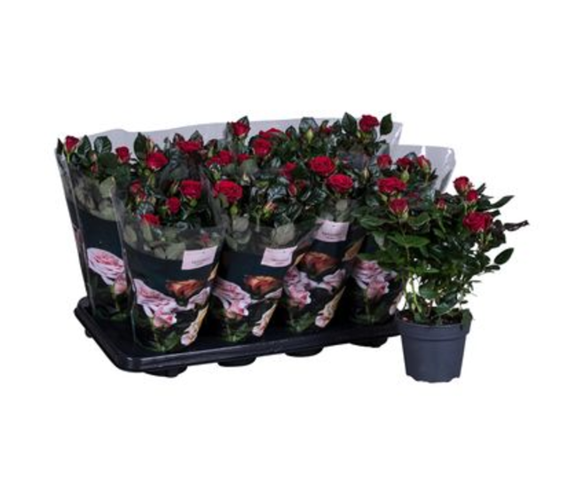 ROSIER PATIO ROUGE