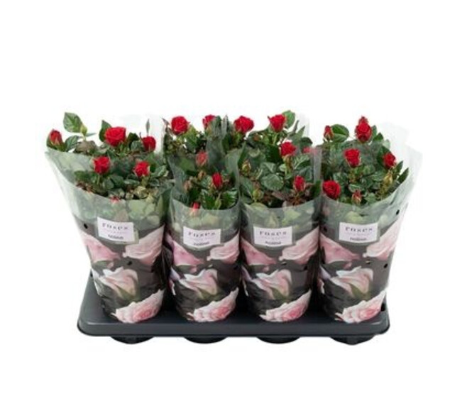 ROSIER PATIO ROUGE
