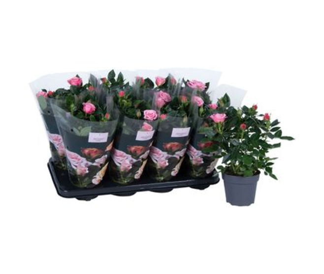 ROSIER PATIO ROSE