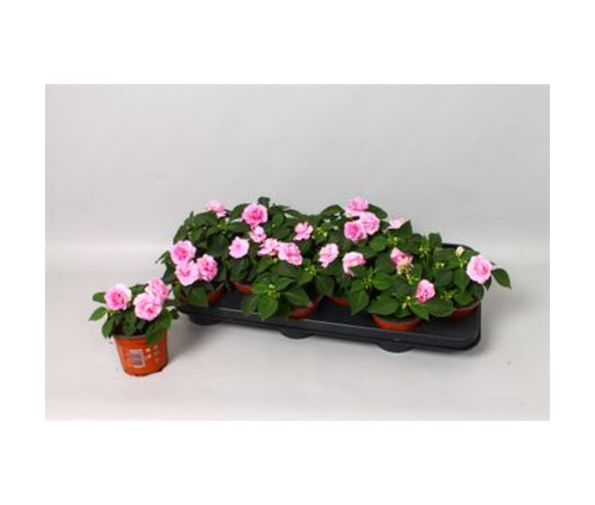 IMPATIENS MASSIF ROSE