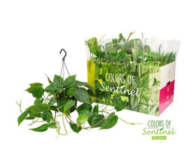 PHILODENDRON SCANDENS SUSP
