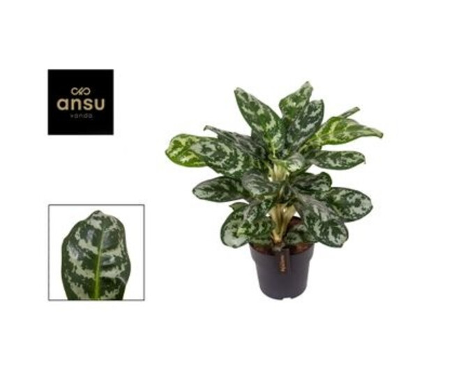 AGLAONEMA AMAZON SILVER