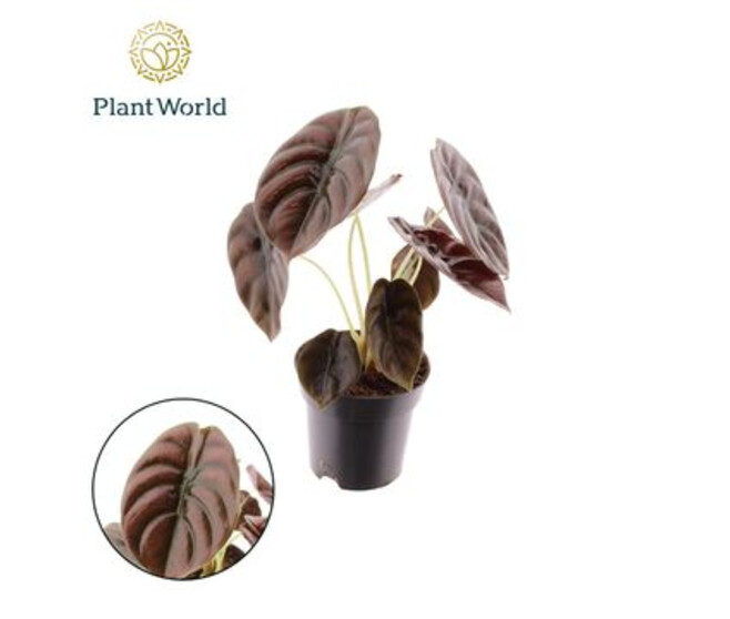 ALOCASIA RED SECRET