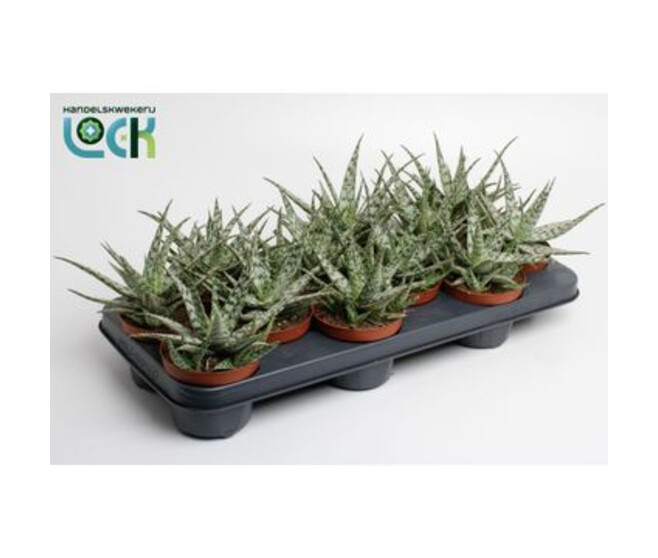 ALOE SOMALIENSIS