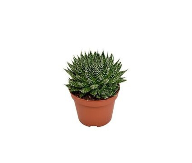 ALOE ZAMBEZI PREMIUM