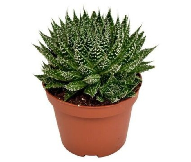 ALOE ZAMBEZI PREMIUM