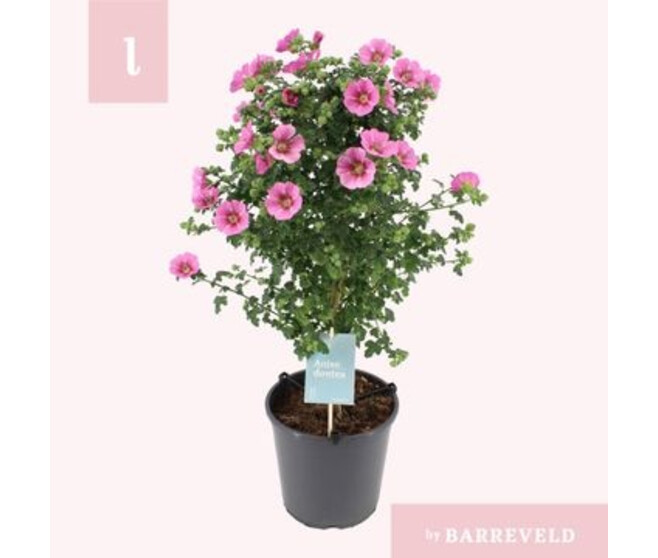 ANISODONTEA PRINCESS TIGE