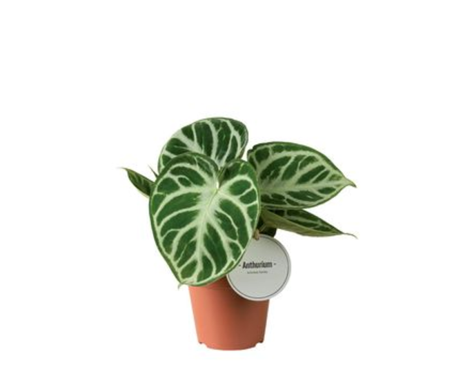 ANTHURIUM FEUILLAGE
