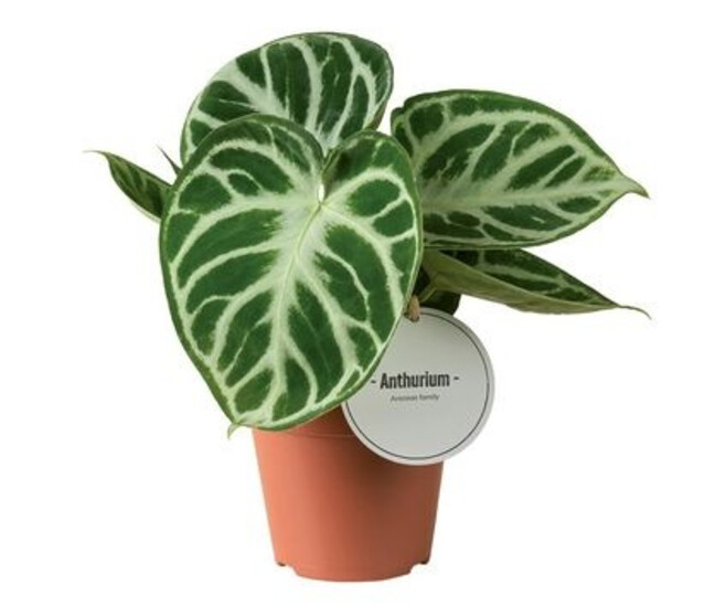 ANTHURIUM FEUILLAGE