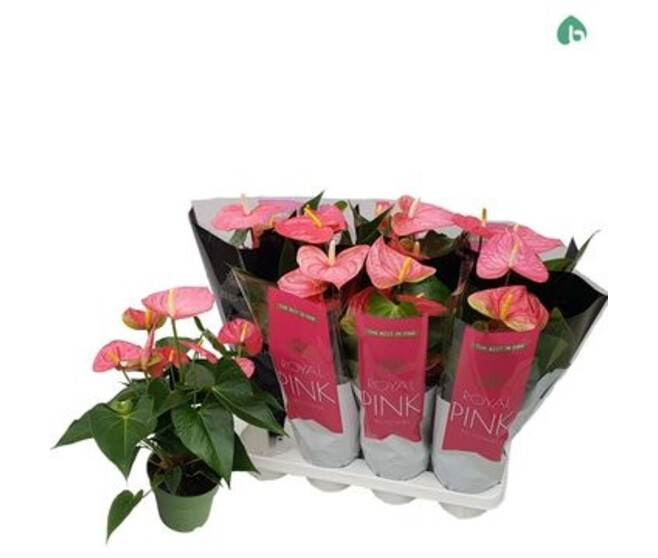 ANTHURIUM ANDREANUM ROSE