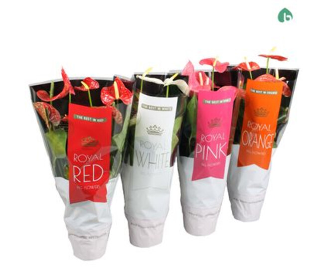 ANTHURIUM ANDREANUM VARIE