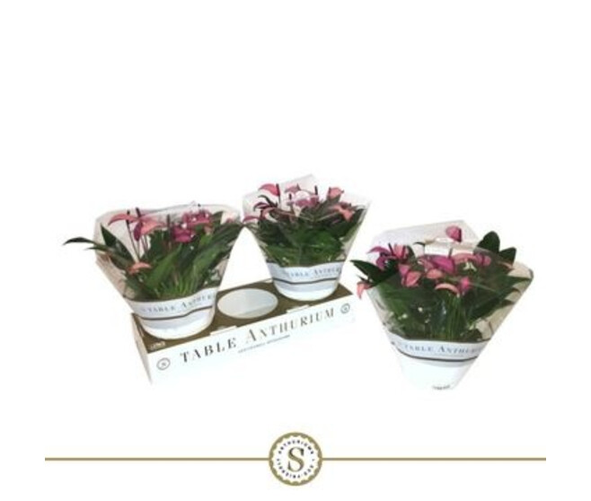 ANTHURIUM ANDREANUM VIOLET COUPE