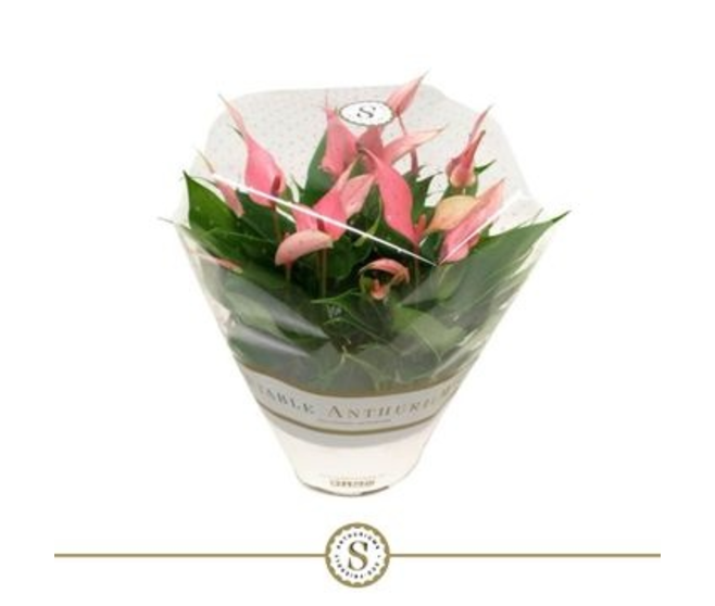 ANTHURIUM ANDREANUM ROSE COUPE