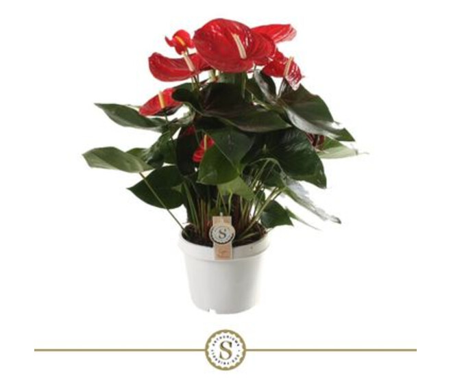 ANTHURIUM ANDREANUM ROUGE