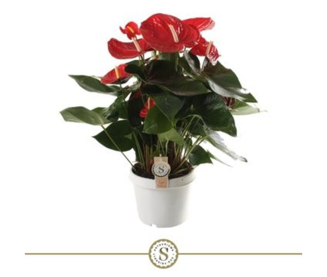 ANTHURIUM ANDREANUM ROUGE