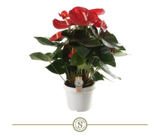 ANTHURIUM ANDREANUM ROUGE