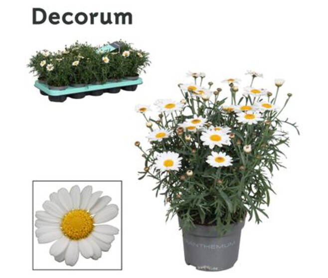 ANTHEMIS BLANCHE