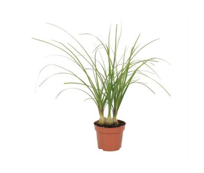 BEAUCARNEA 3PP