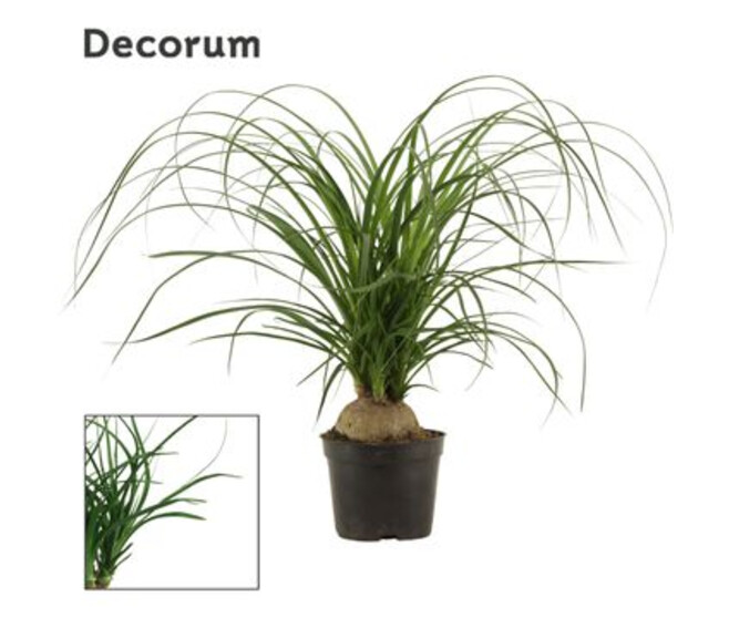 BEAUCARNEA BOULE