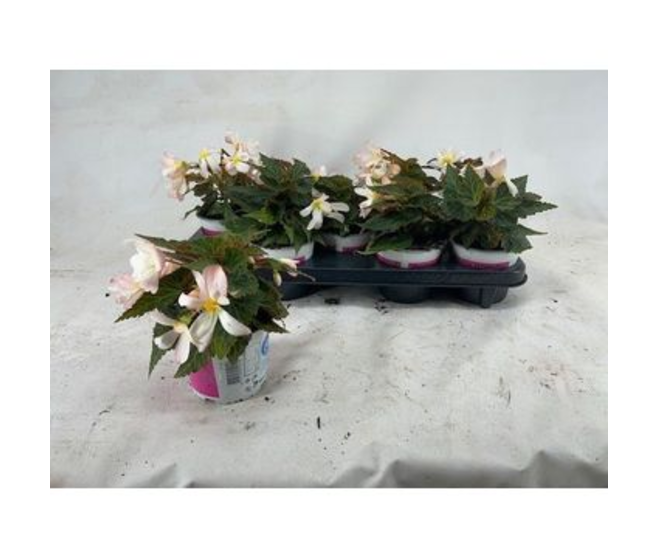 BEGONIA WATERFALL PEARL FALLS
