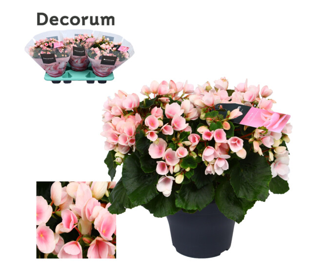 BEGONIA BETULIA ROSE