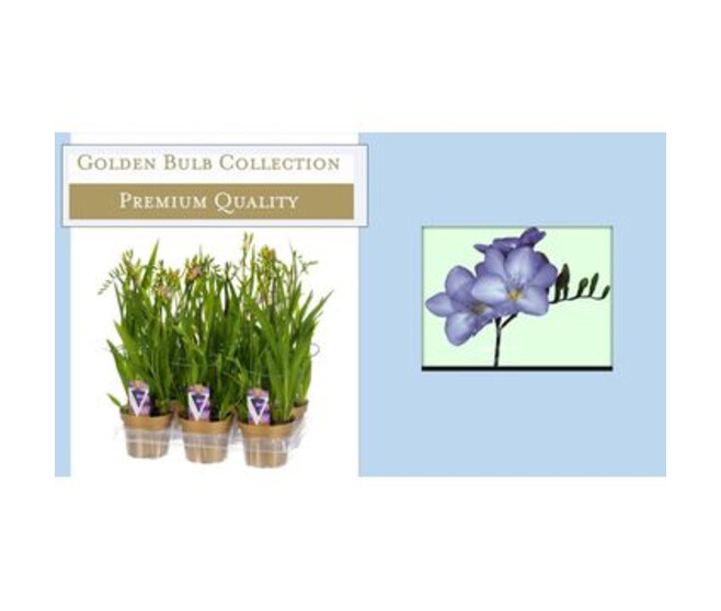 FREESIA TWEETY