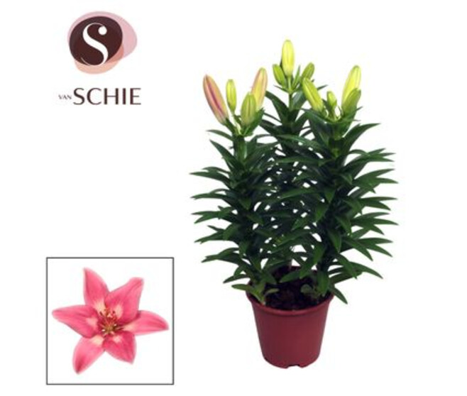 LILIUM ASIATIQUE ROUGE 3PP