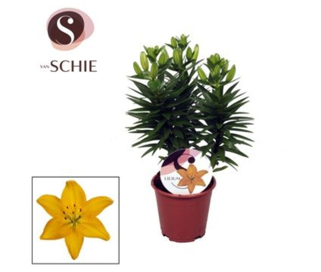 LILIUM ASIATIQUE JAUNE 3PP