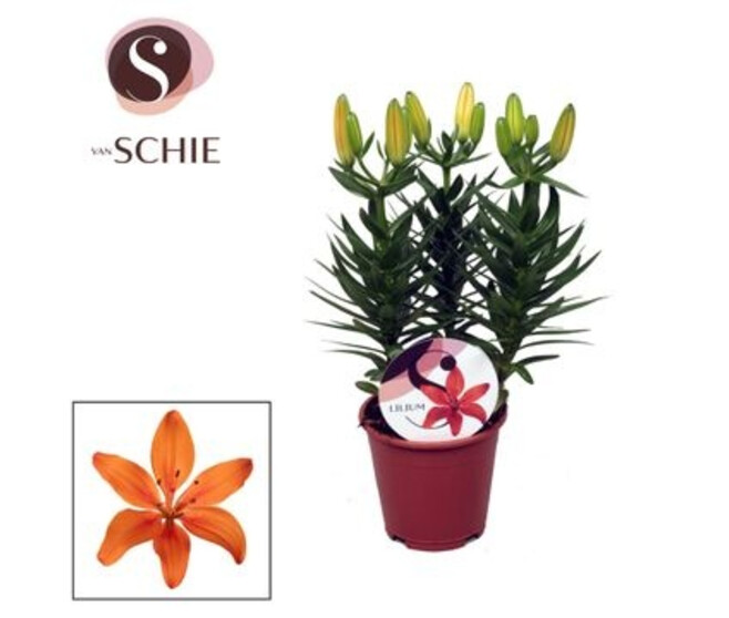 LILIUM ASIATIQUE ORANGE 3PP