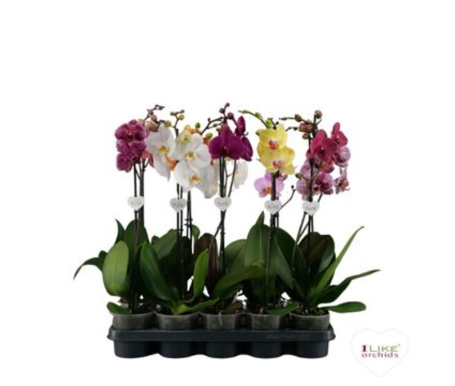 PHALAENOPSIS 1BR VARIE