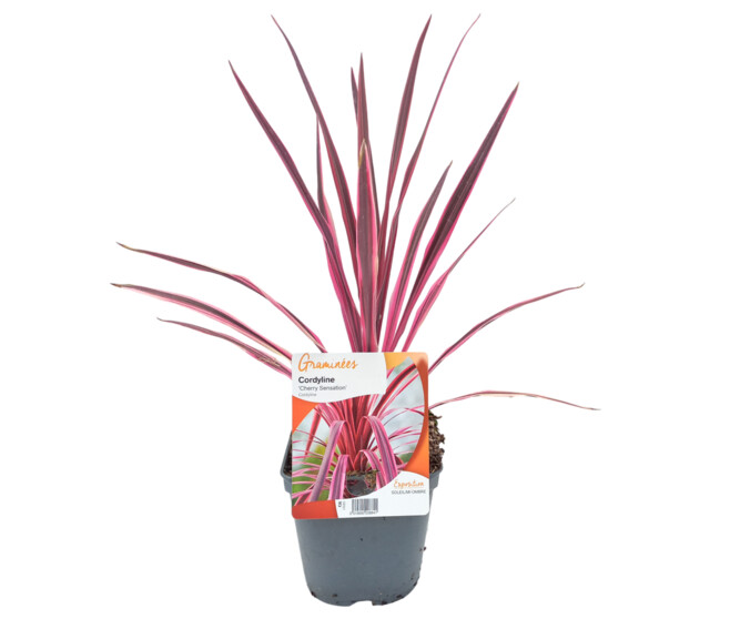 CORDYLINE CHERRY SENSATION