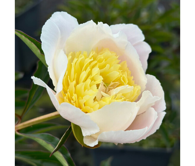 PAEONIA PRIMEVERE