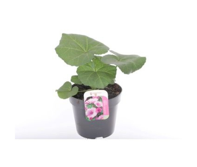 LAVATERE ROSE