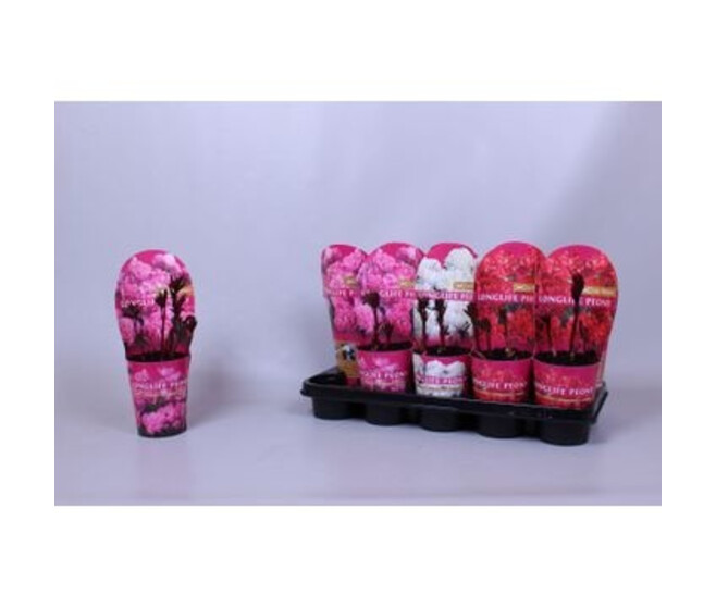 PAEONIA PIVOINE VARIEES