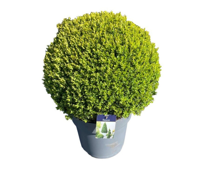 BUXUS SEMPERVIRENS