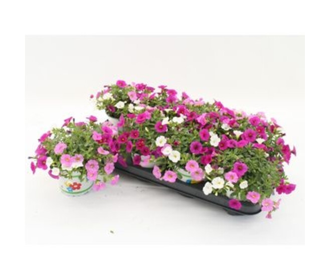 CALIBRACHOA ROSE PARADISE