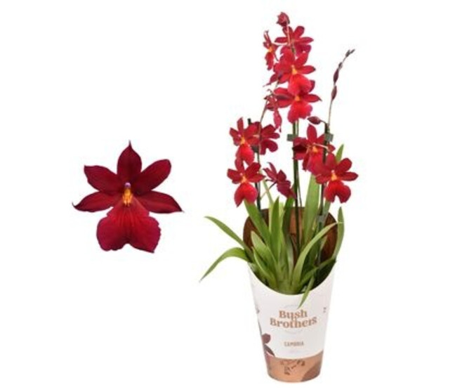 CAMBRIA 3BR NELLY ISLER