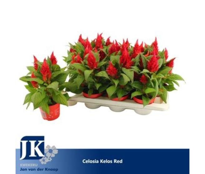 CELOSIE KELOS FIRE ROUGE