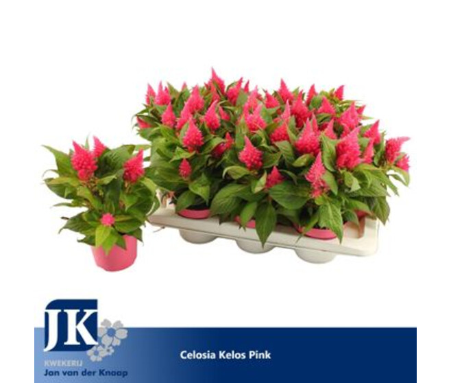 CELOSIE KELOS FIRE ROSE
