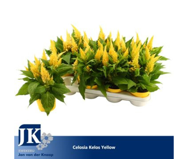CELOSIE KELOS FIRE JAUNE