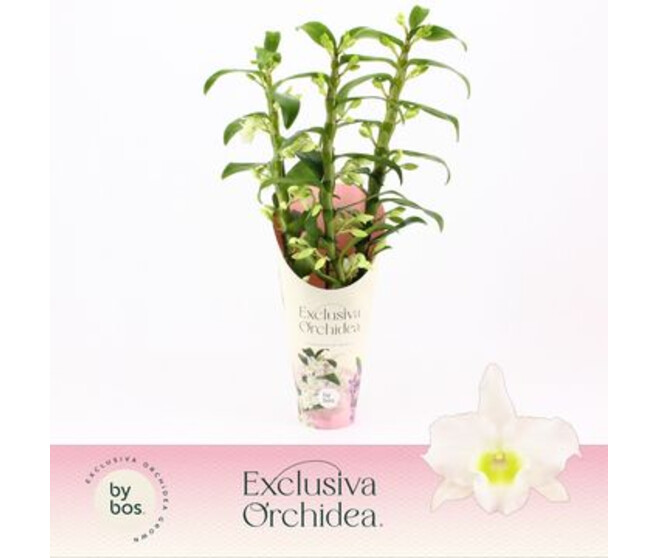 DENDROBIUM 3BR NOBILE BLANC