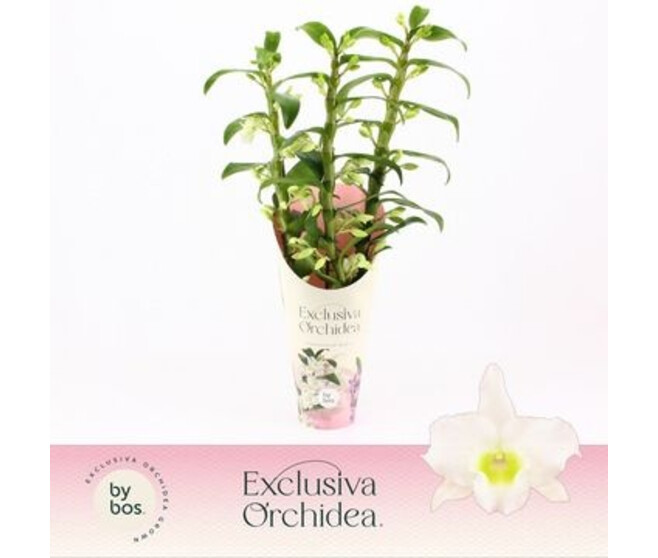 DENDROBIUM 3BR NOBILE BLANC