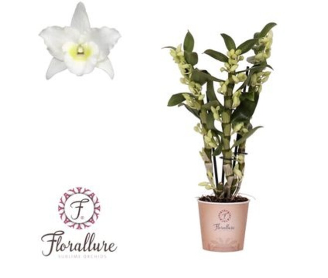 DENDROBIUM 3BR NOBILE BLANC