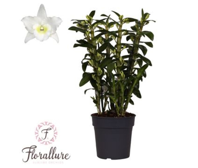 DENDROBIUM 6BR NOBILE BLANC