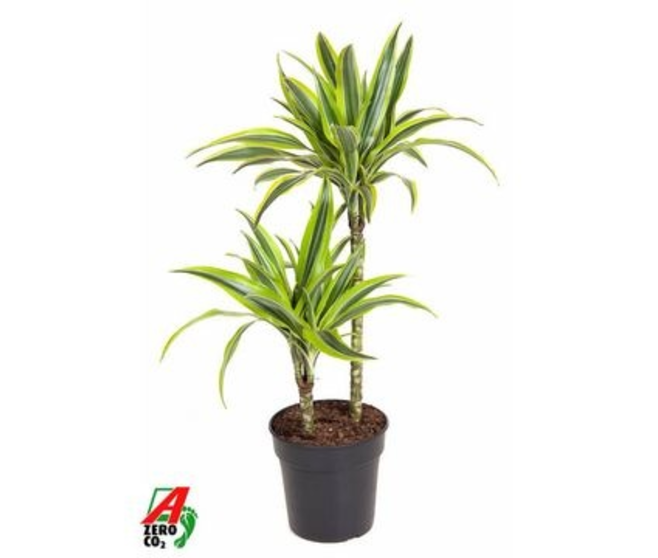 DRACAENA LEMON LIME 45-15